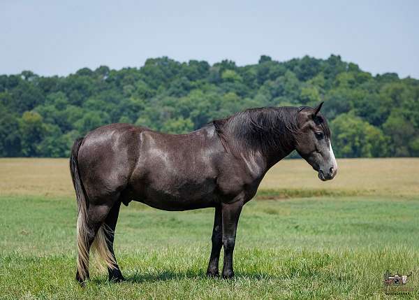 all-around-quarter-horse