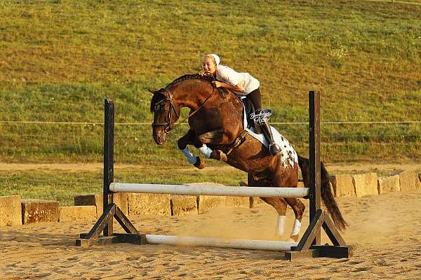 black-leopard-blanket-horse