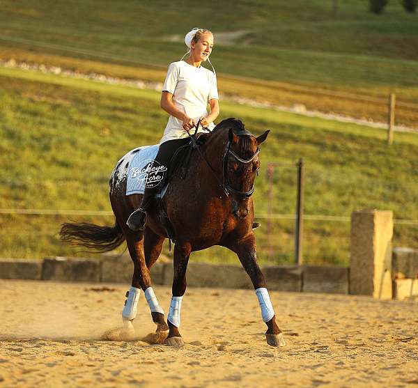 athletic-friesian-horse