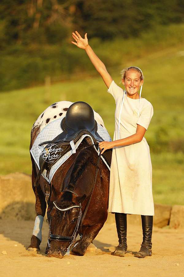 beginner-friesian-horse
