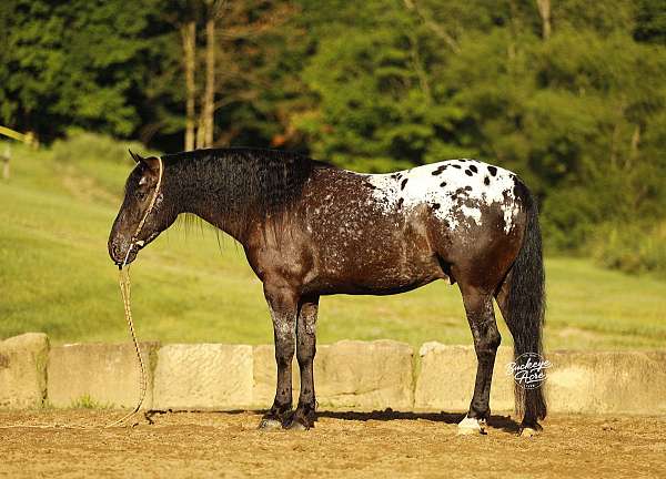 companion-friesian-horse