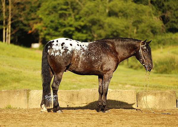 cross-friesian-horse