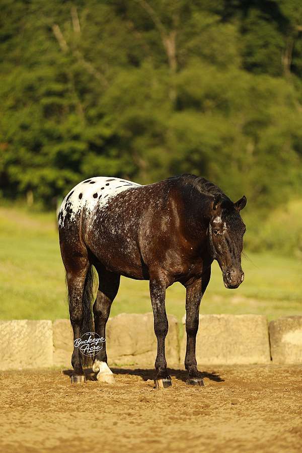dappled-friesian-horse