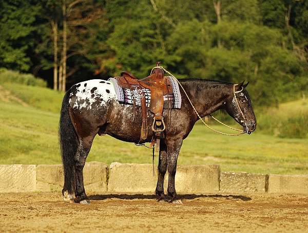 driving-friesian-horse