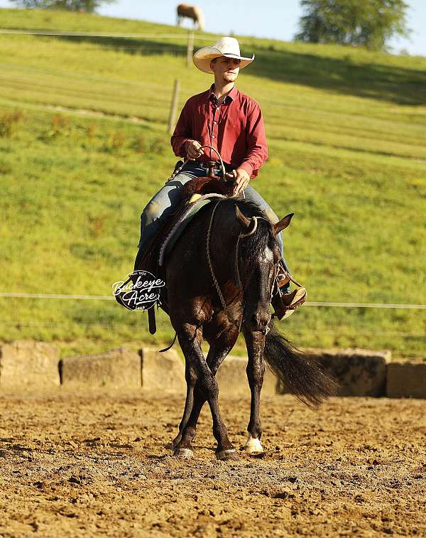 flashy-friesian-horse