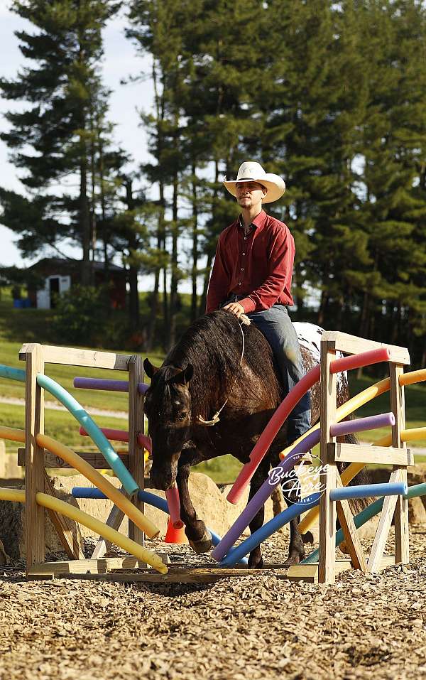 harness-friesian-horse