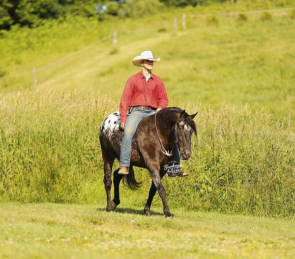 husband-safe-friesian-horse