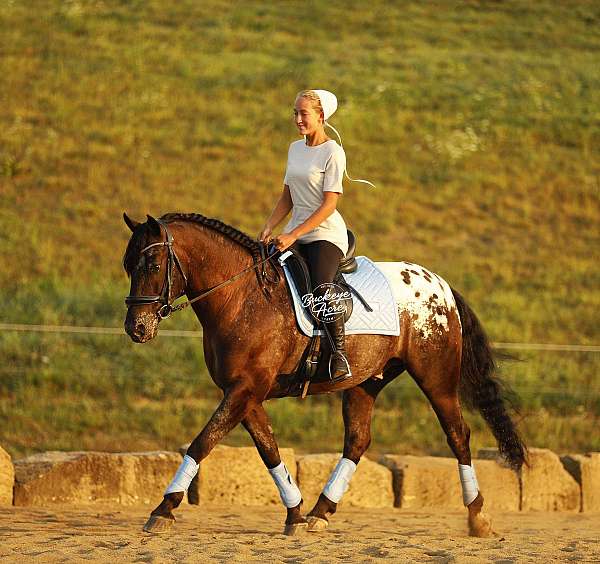 leopard-blanket-horse