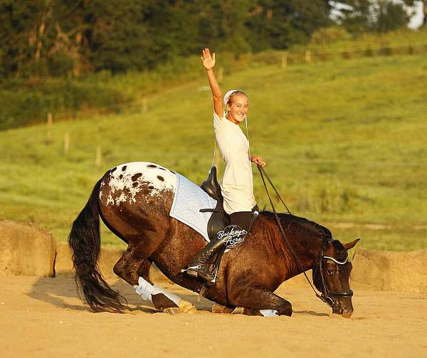 all-around-friesian-horse