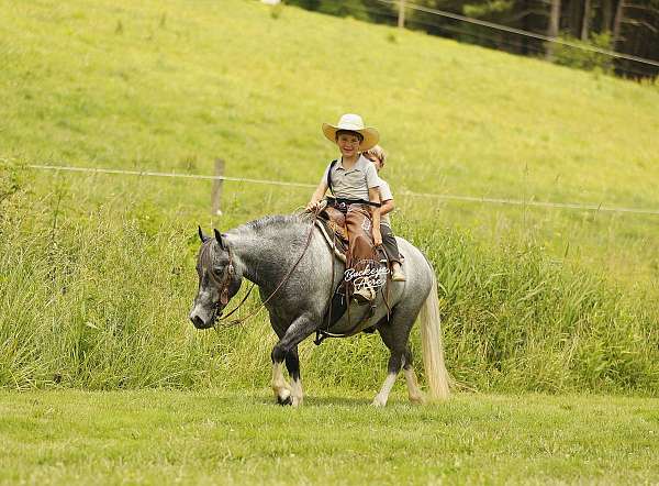 dappled-grey-white-socks-pony