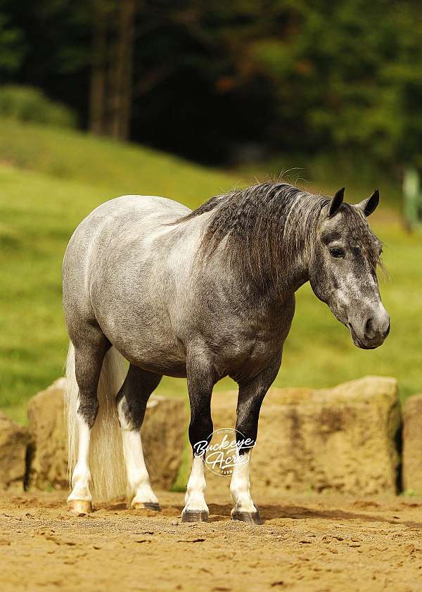 athletic-pony