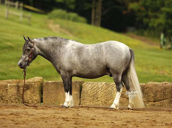 grey-dappled-white-socks-pony