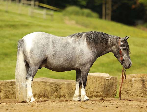 all-around-pony