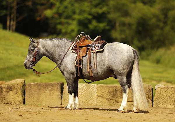 beginner-pony