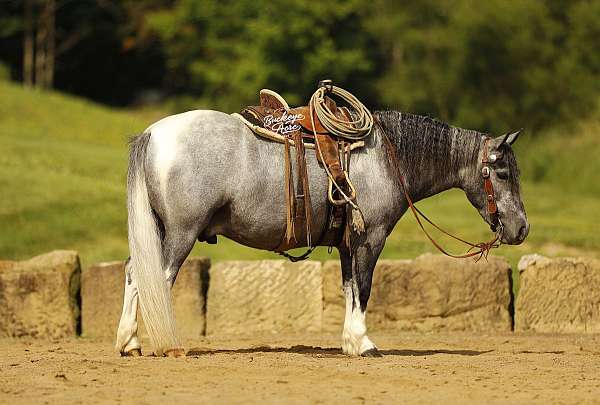 companion-pony