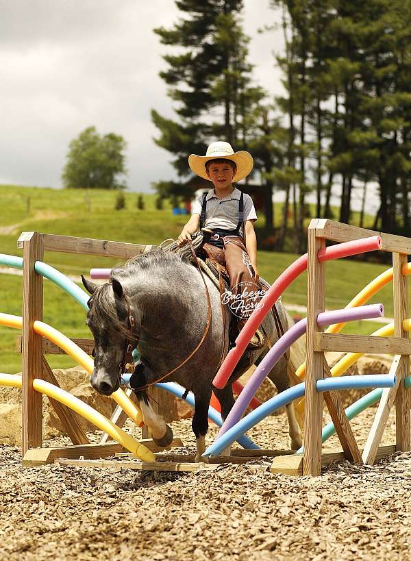 lesson-pony