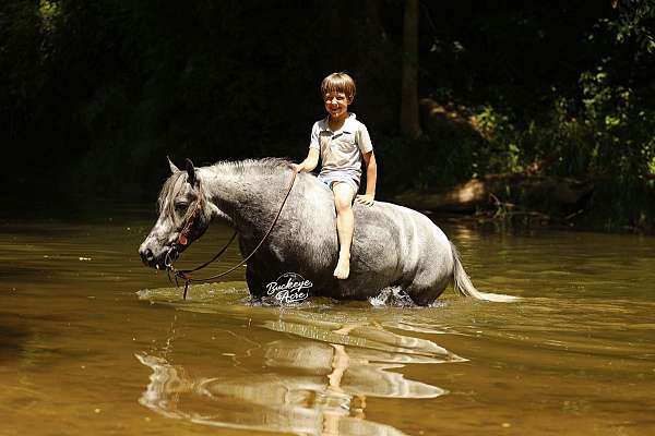 ridden-western-pony