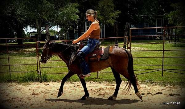 versatile-horse-mare
