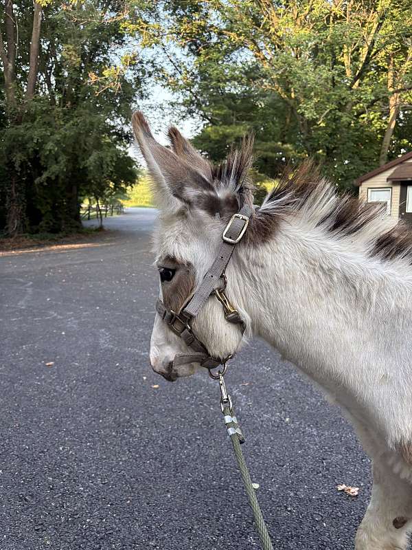 donkey-stallion