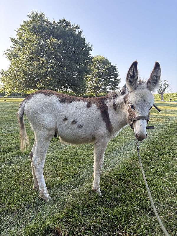 brown-white-donkey