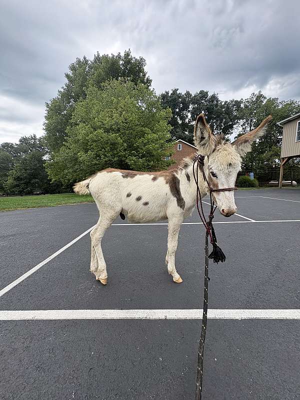 donkey-for-sale