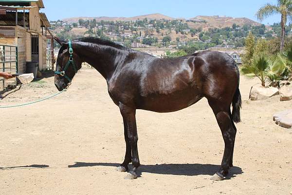 sooty-buckskin-andalusian-horse