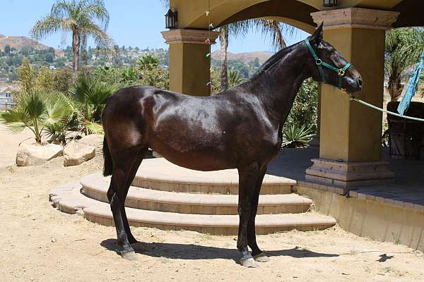 overo-andalusian-horse