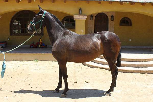 dunskin-andalusian-horse