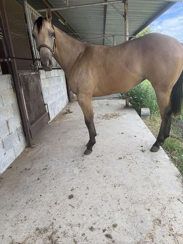 paint-filly