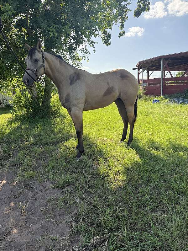 paint-horse-for-sale