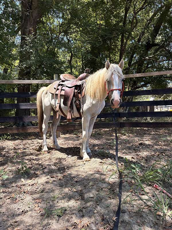 farrier-haflinger-horse