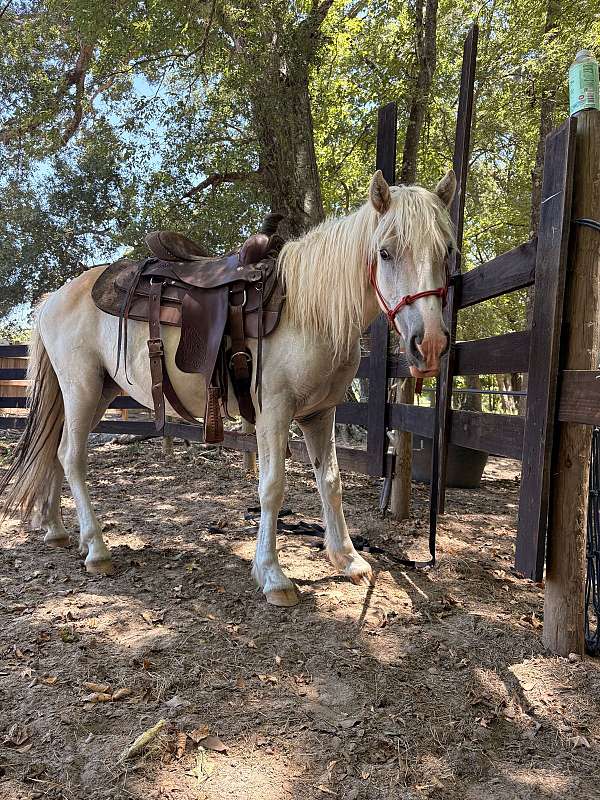 forever-home-haflinger-horse