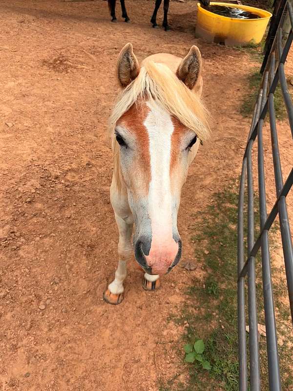 inexpensive-haflinger-horse