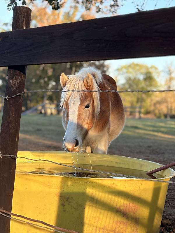 lead-haflinger-horse