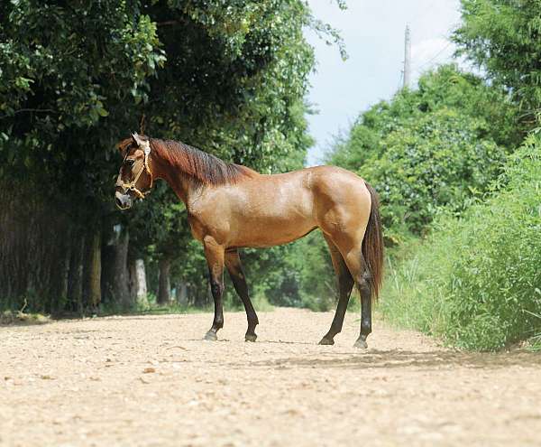 bay-roan-filly-for-sale