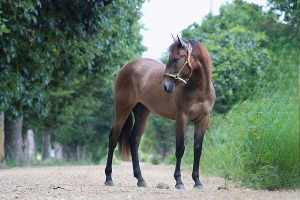 13-hand-bay-roan-horse