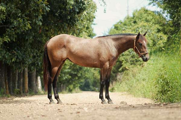 cross-foundation-friesian-quarter-horse