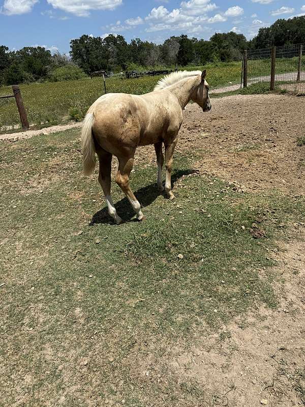 palomino-full-blaze-face-three-stockings-horse