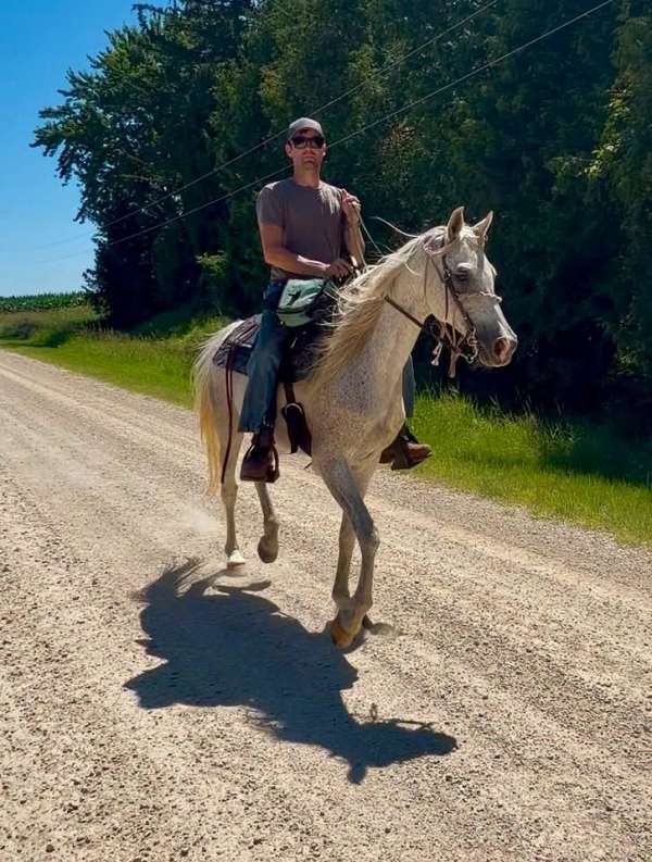 aha-gelding