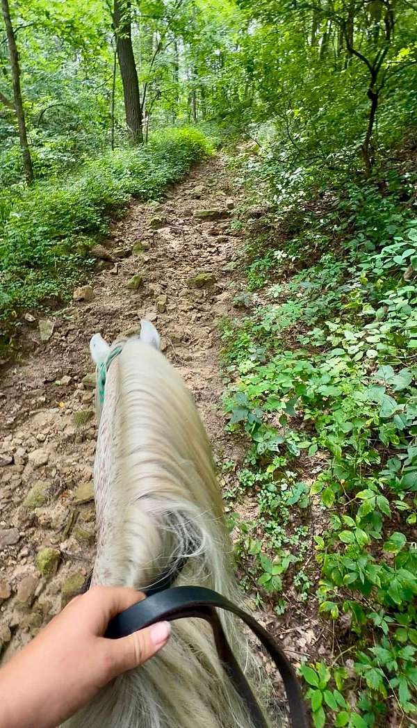 14-hand-arabian-gelding