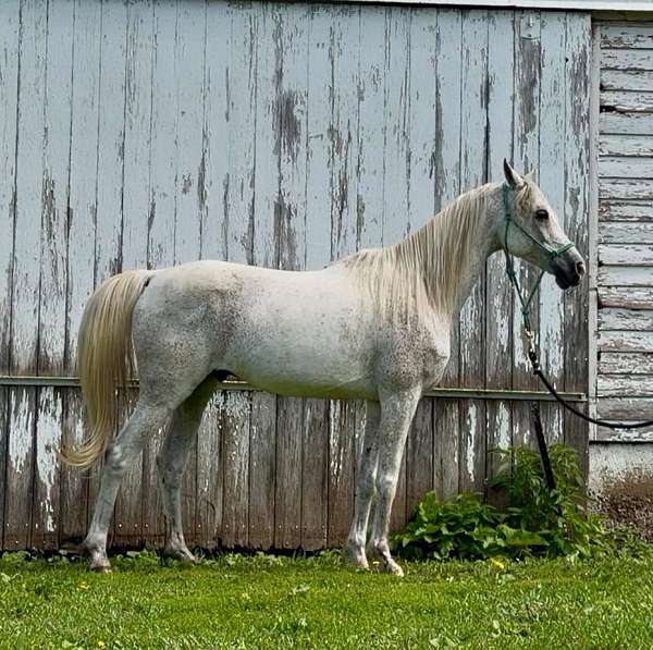 14-hand-arabian-horse