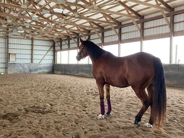 bay-aha-mare