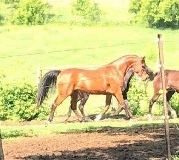 glory-arabian-horse