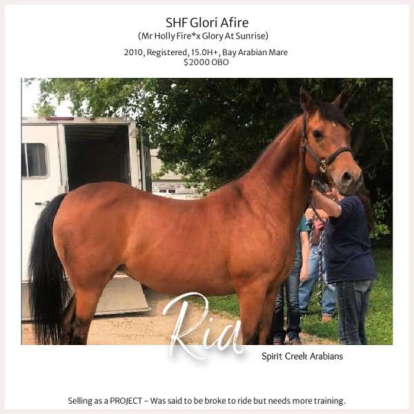 bay-arabian-mare