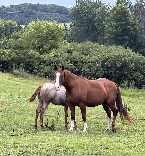 sorrel-quarter-horse-mare