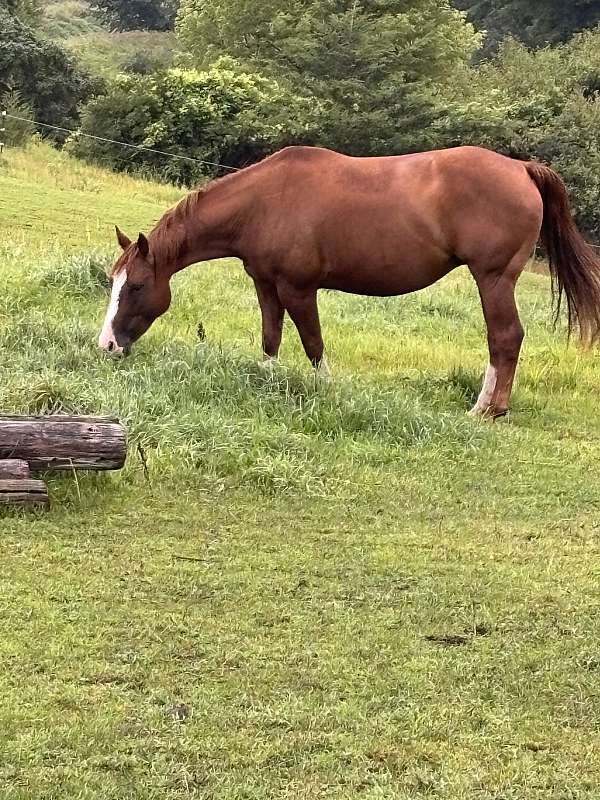 sorrel-aqha-mare
