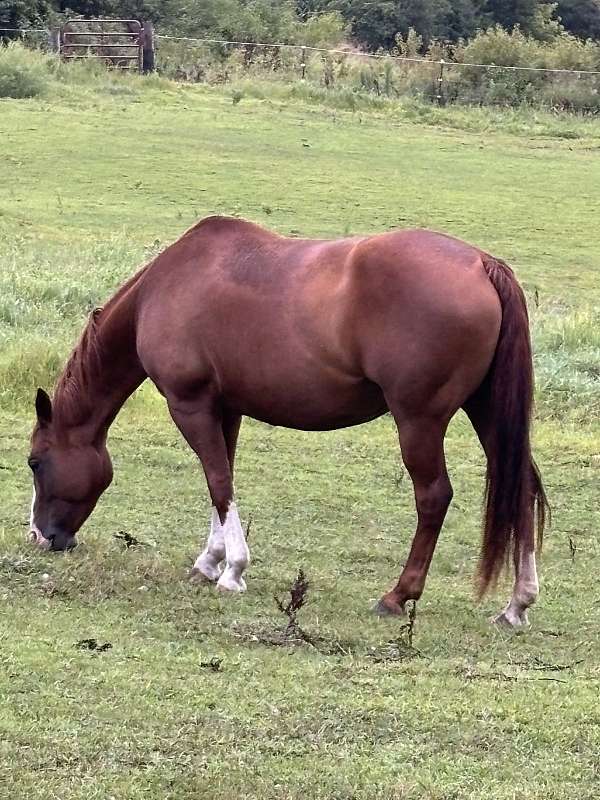 sorrel-aqha-horse