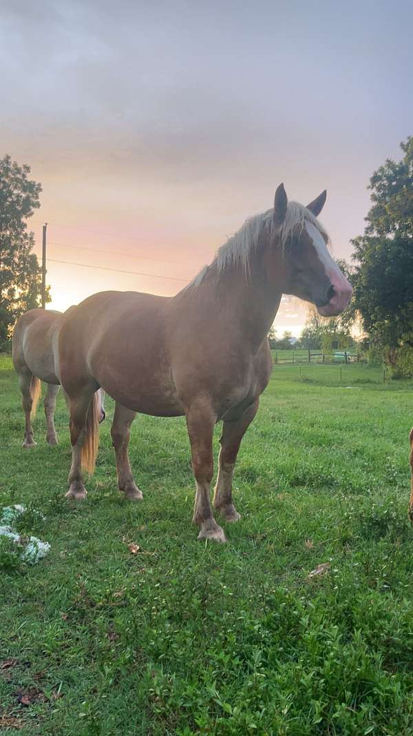 blaze-horse