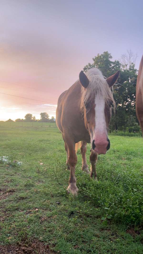 chestnut-blaze-horse