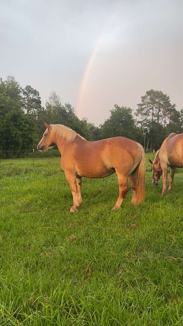 breeding-belgian-horse